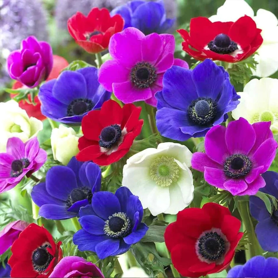Anemone DE CAEN MIX 5 Flower Bulbs Symbolizes Unfading Love Dutch Windflowers