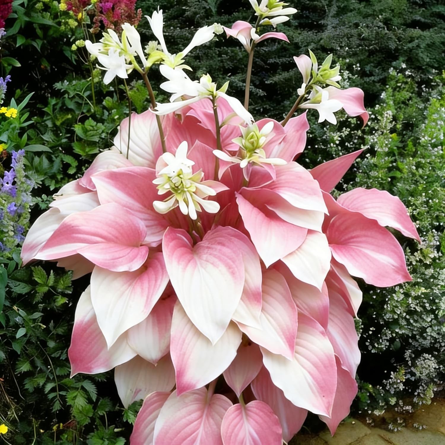 Hosta Seeds, 290+ Blue Purple Red Hosta Seeds, Multi-Use Landscaping, Perennial.