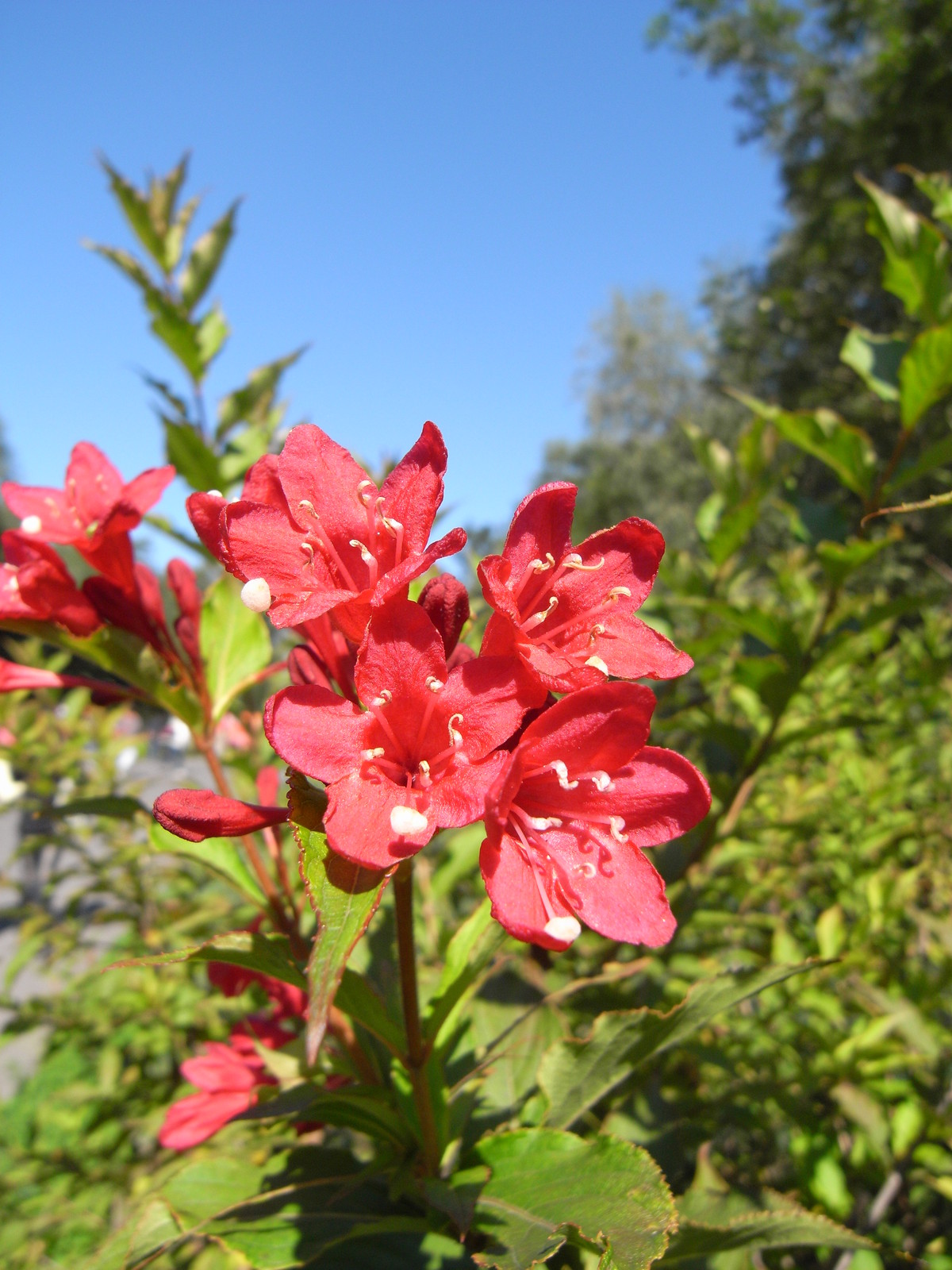 Weigela florida, Shrub Seeds (Fast, Showy, Hardy, Hummingbirds)