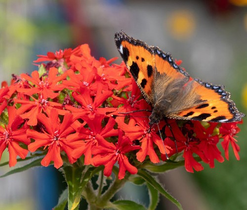 Maltese Cross Seeds Lychnis chalcedonica Free Shipping!