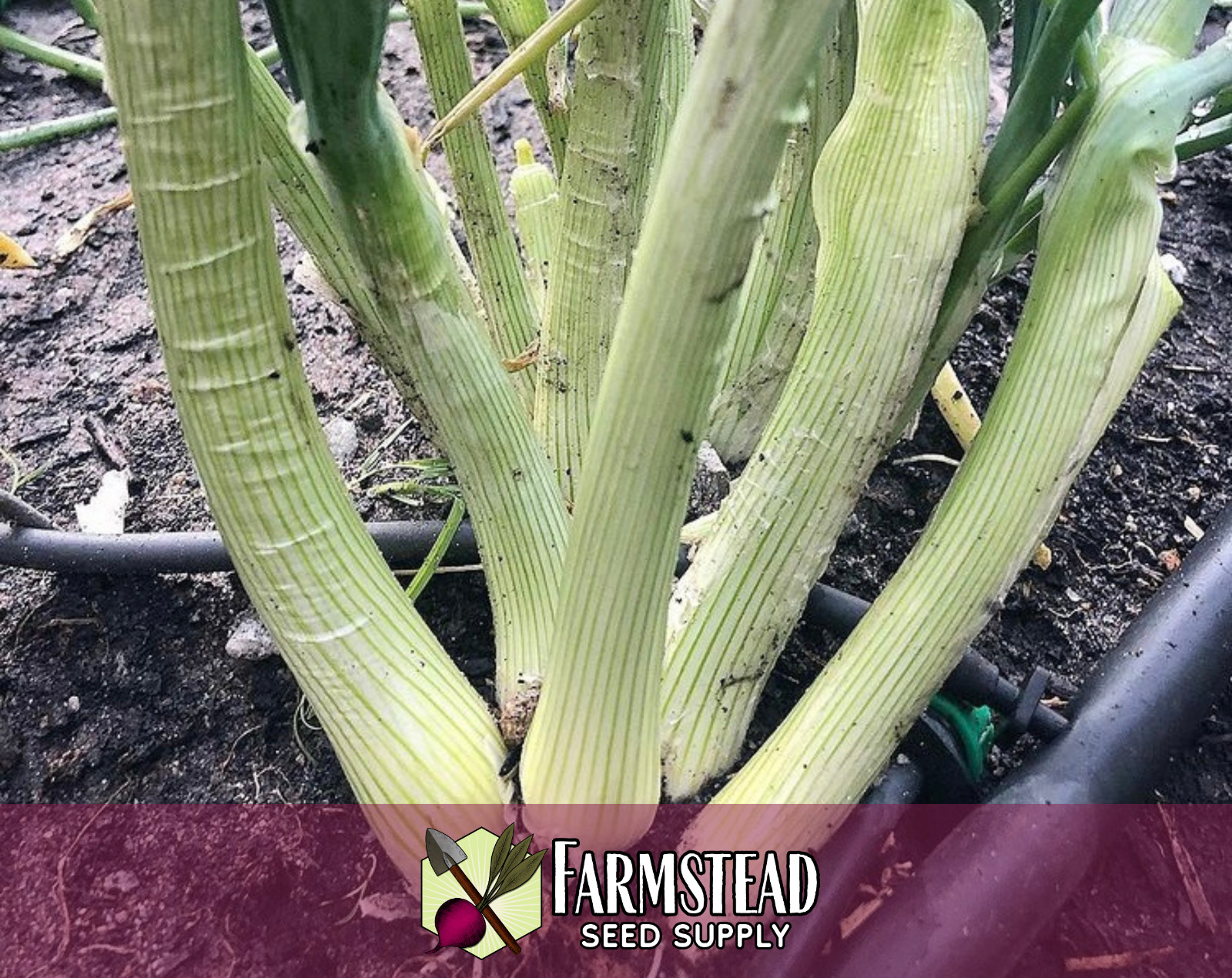 1300+ Bunching Onion Seeds [Tokyo Long White] Vegetable Gardening Seed, Heirloom