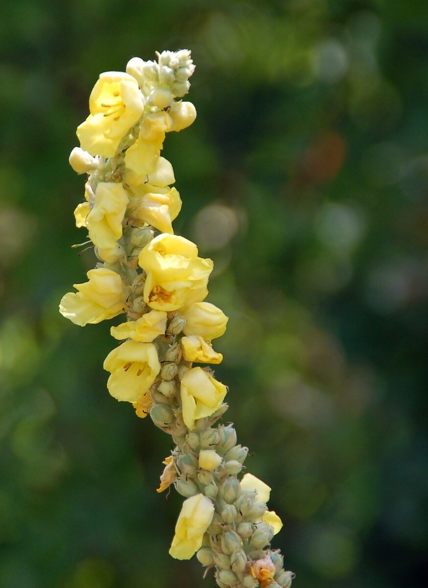 1000 Mullein Seeds – Verbascum thapsus – Herb – Great Mullein