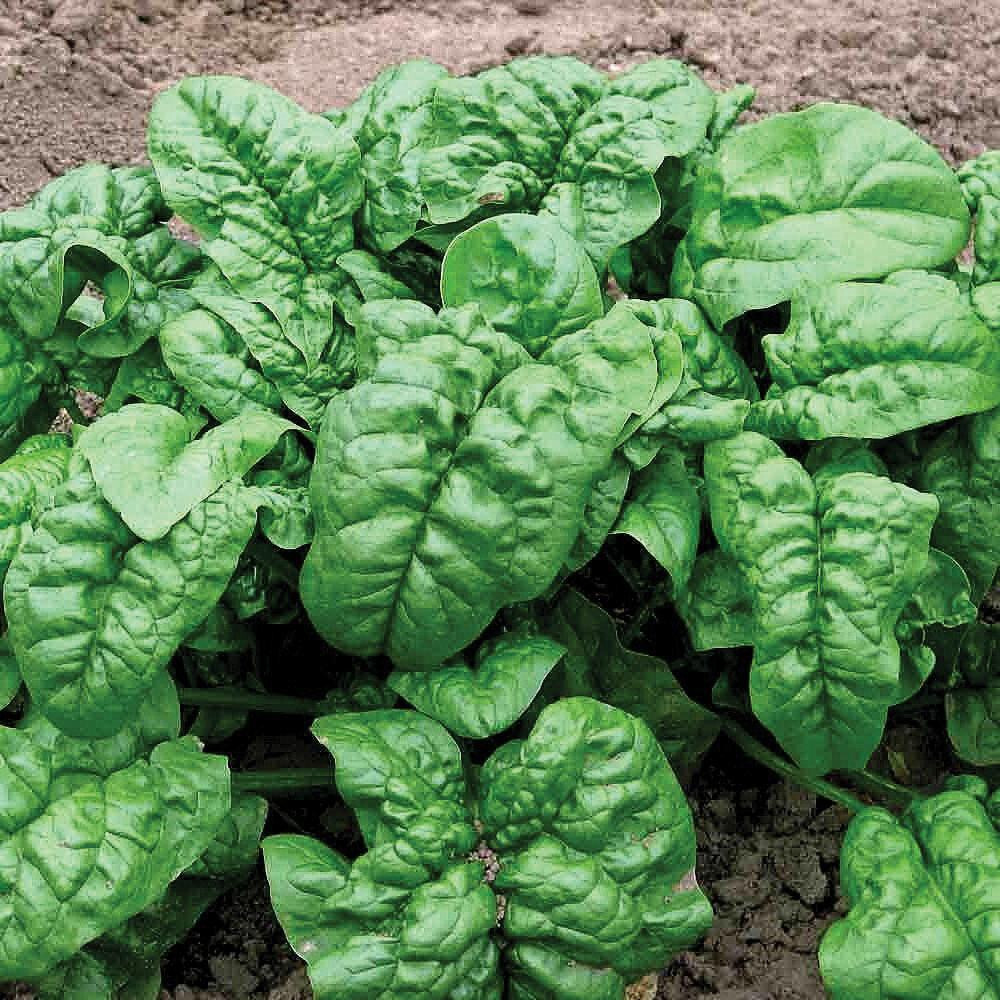 100+ GIANT NOBLE SPINACH SEEDS NON-GMO FRESH FOR GARDENS