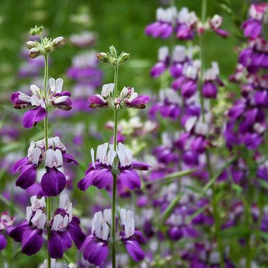 CHINESE HOUSES Wildflower Sun or Shade! Pollinator Attractor Non-GMO 500 Seeds