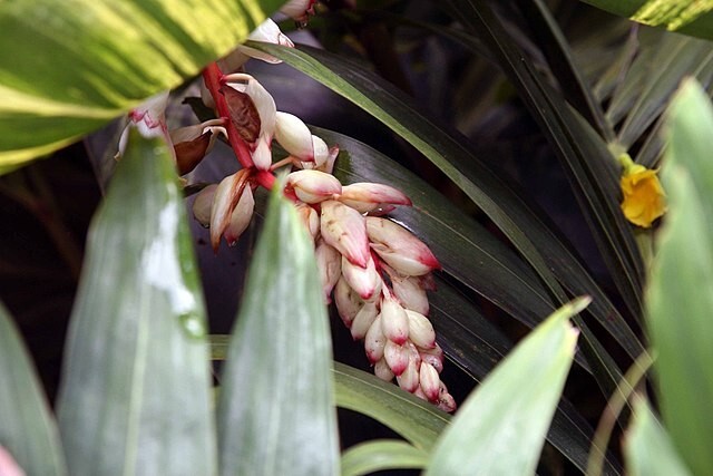 Alpinia zerumbet | Shell Ginger | 10 Seeds