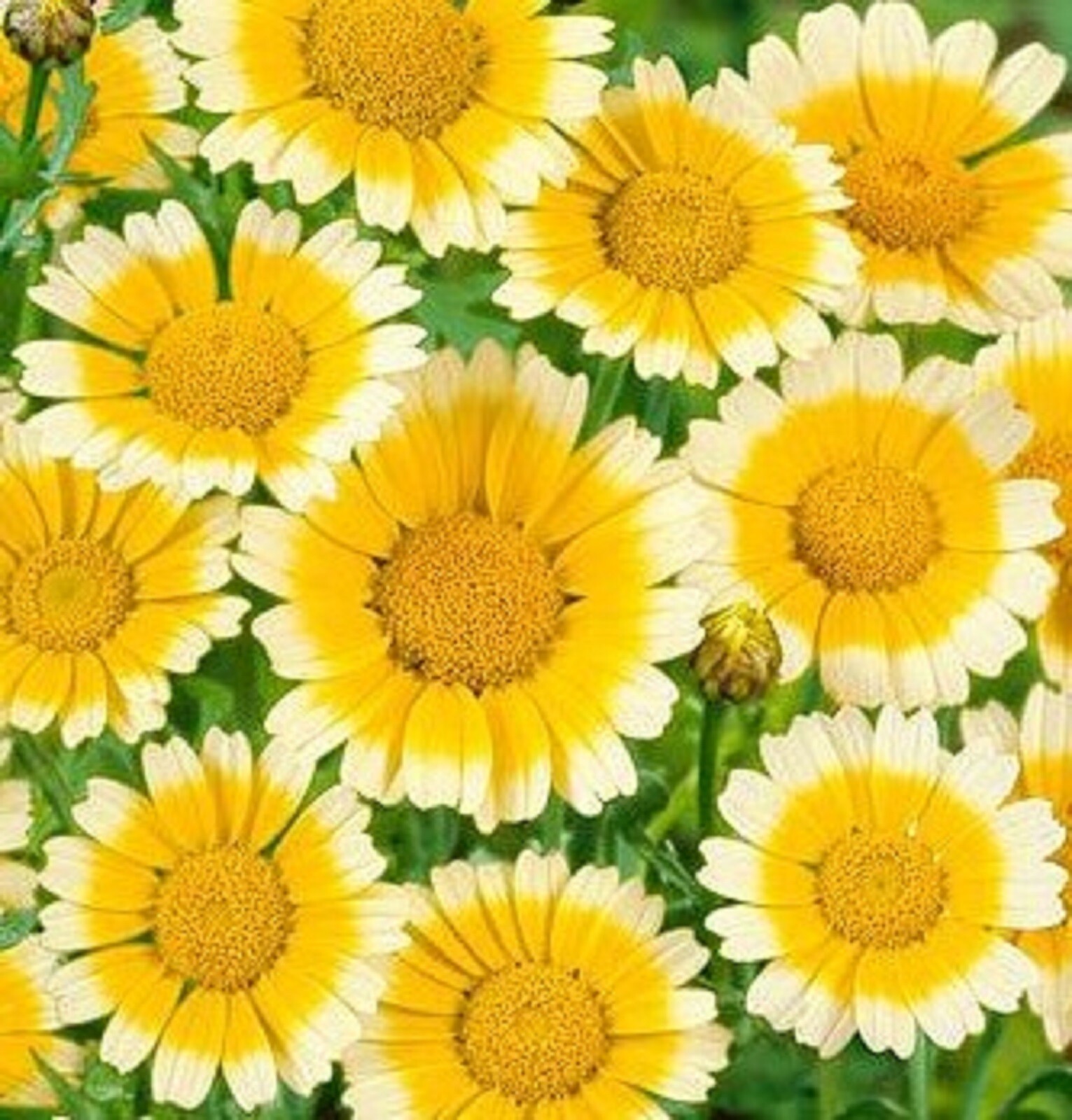 Garland Daisy Seeds 200 SEEDS –BUY 4 ITEMS FREE SHIPPING