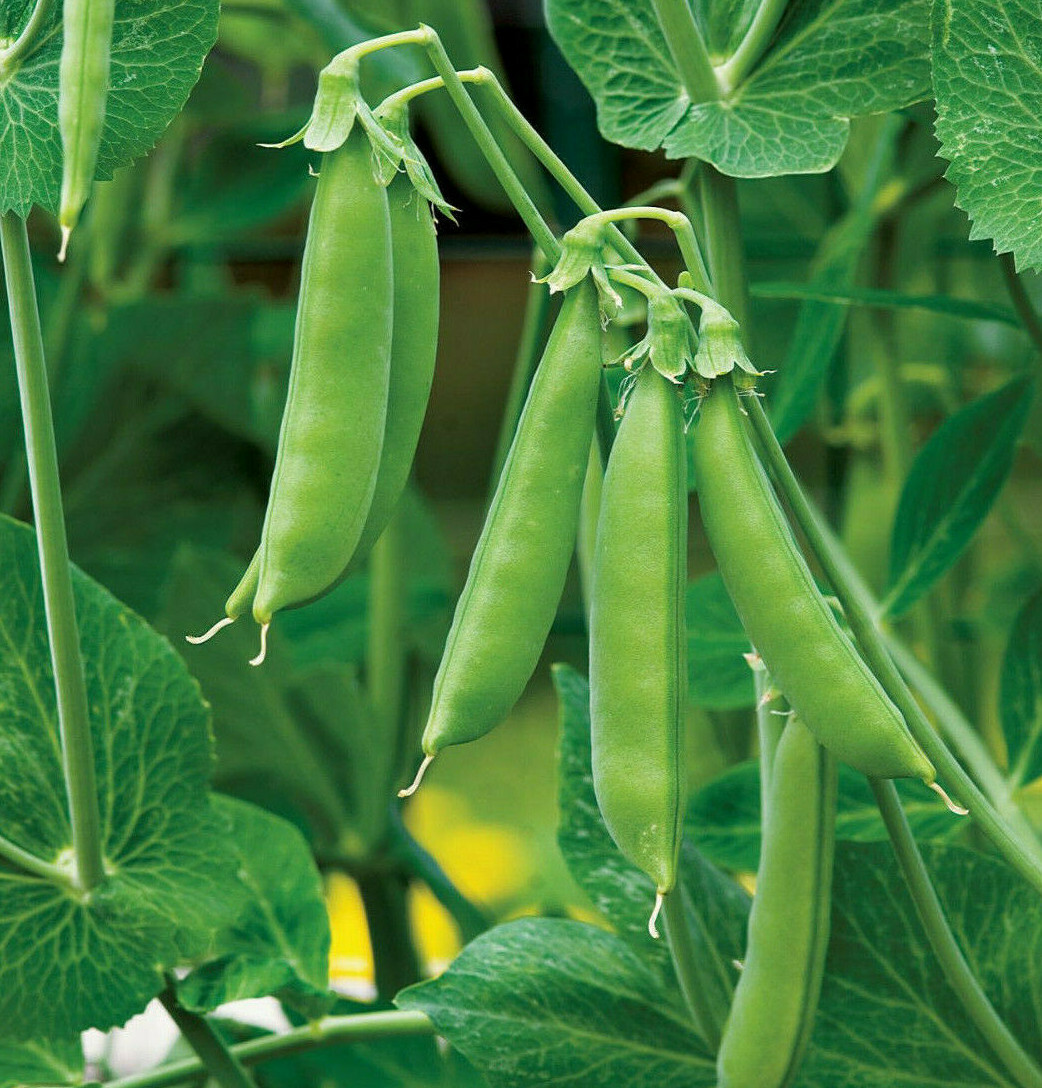 Sugar Daddy Snap Pea Seeds | Green Garden Peas Asian Chinese Snow Peas Seed 2024