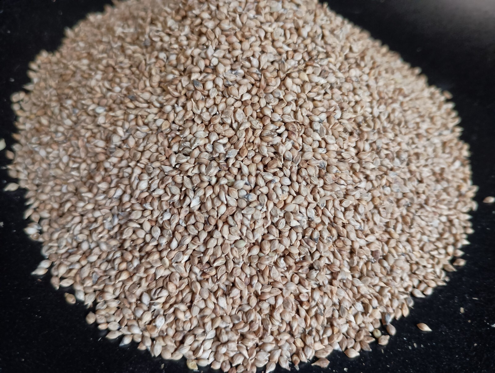 Brown Top Millet Seeds – Fast Growing, Drought Tolerant, Excellent Wildlife Food