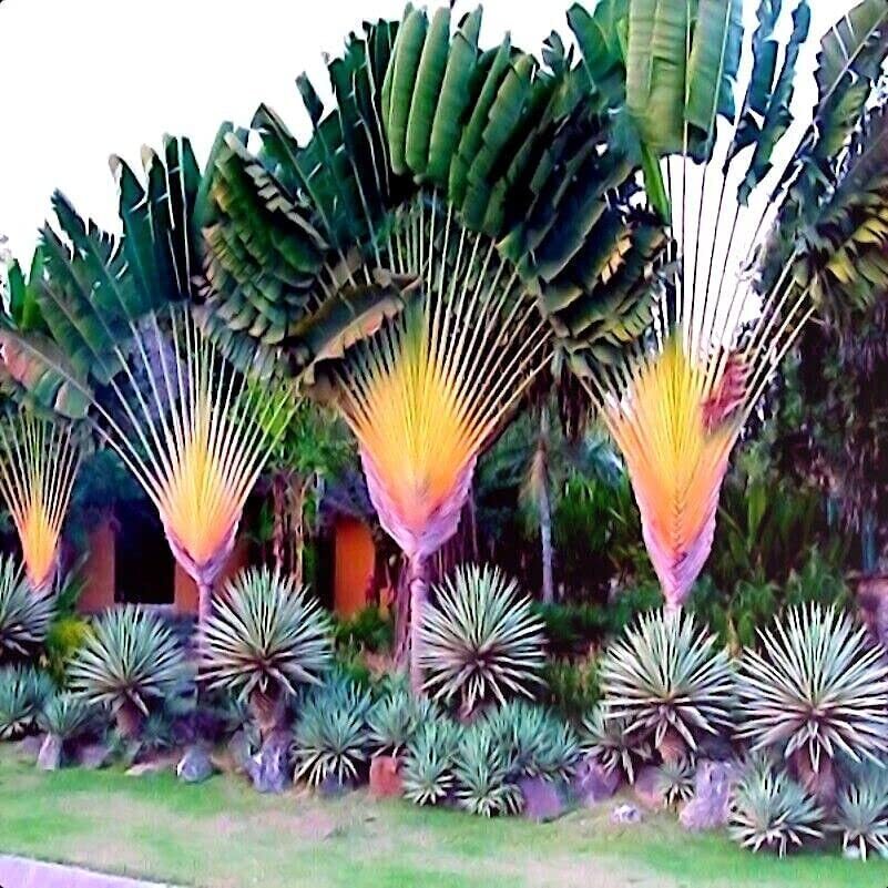 Travelers Palm Tree Seeds (Ravenala madagascariensis) Bird of Paradise Plant (5