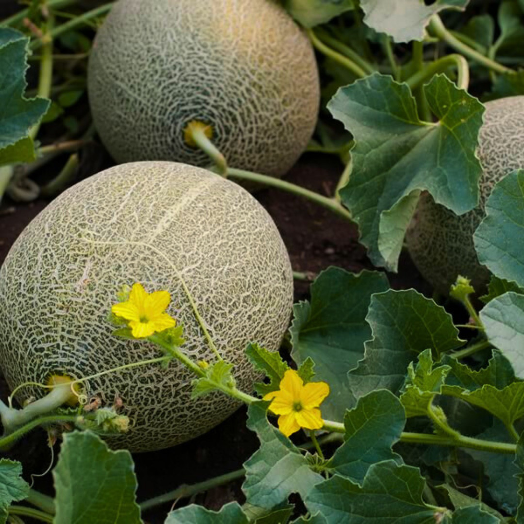 Fresh Delicious 51 Cantaloupe Seeds | Heirloom Non-GMO | Fruit Seeds