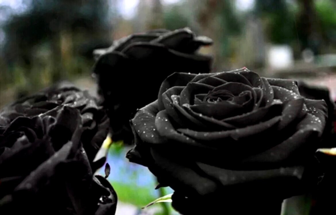 Black Magic Rose Seeds ~ Bacarra Rose ~ Almost Black Flowers ~ Exotic ~ Home ~