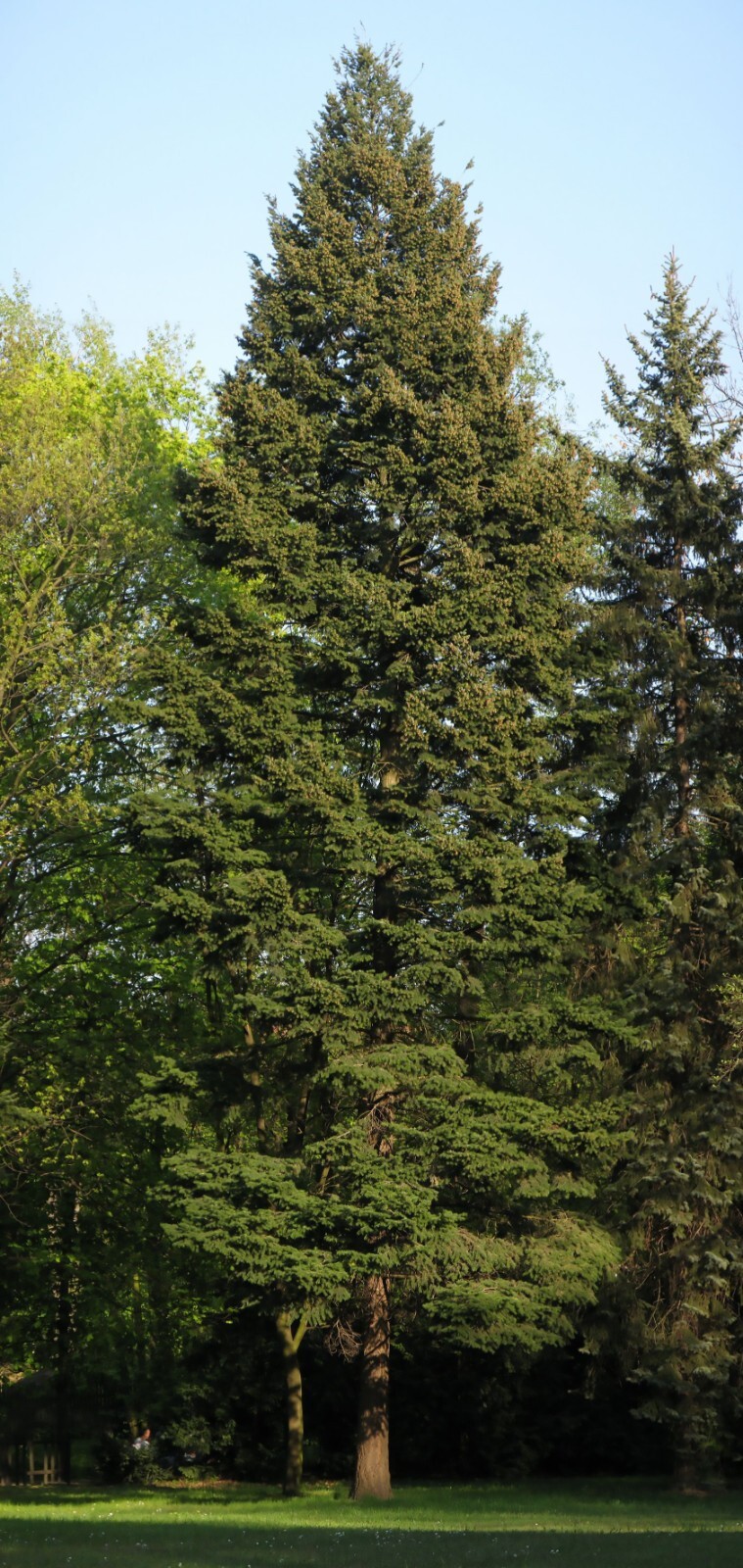 Green Douglas Fir, Pseudotsuga menziesii, Tree Seeds