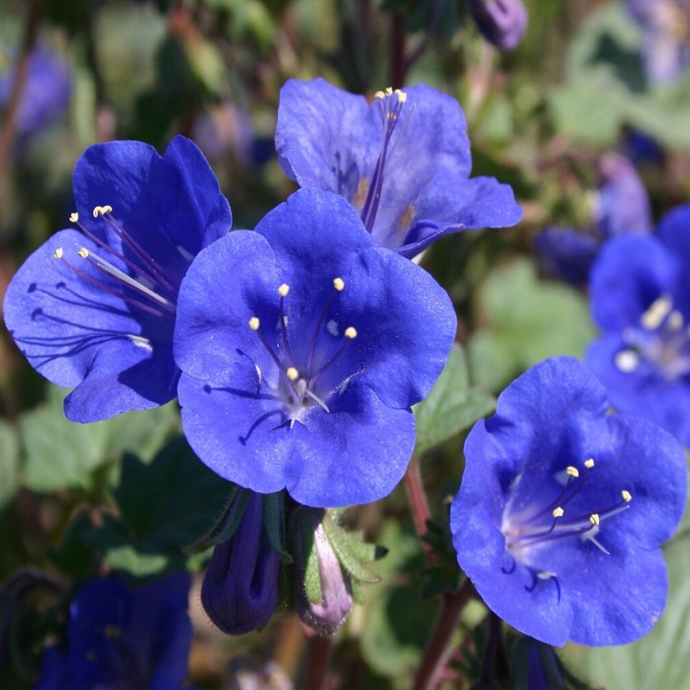 California Bluebell Seeds Desert Bluebell Phacelia Flowers Bulk 5,000 To 20,000