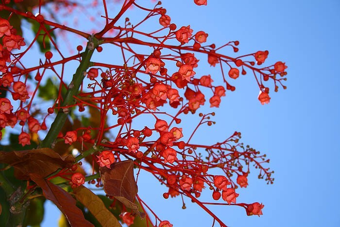 Brachychiton Acerifolius 7 Seeds, Illawarra Flame Tree, Flowering Kurrajong