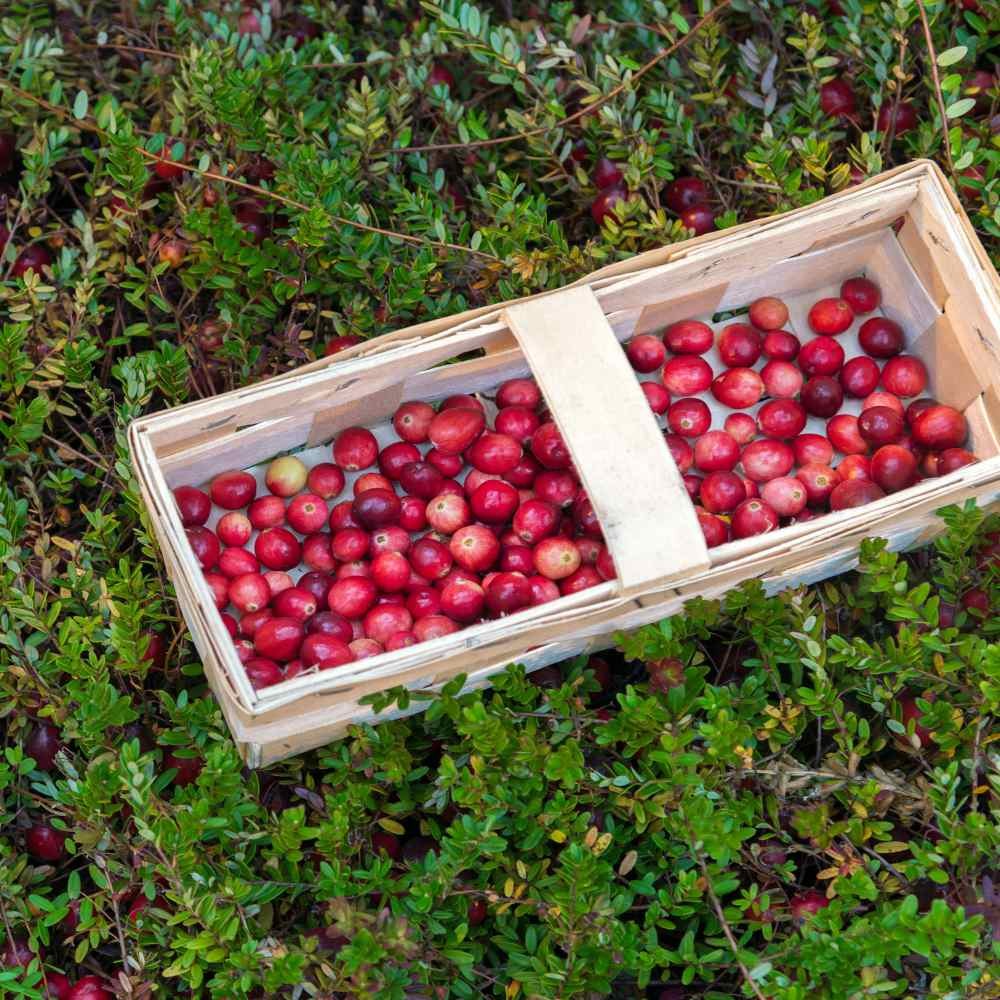 500 Seeds Buy Vaccinium Macrocarpon Cranberry Seeds