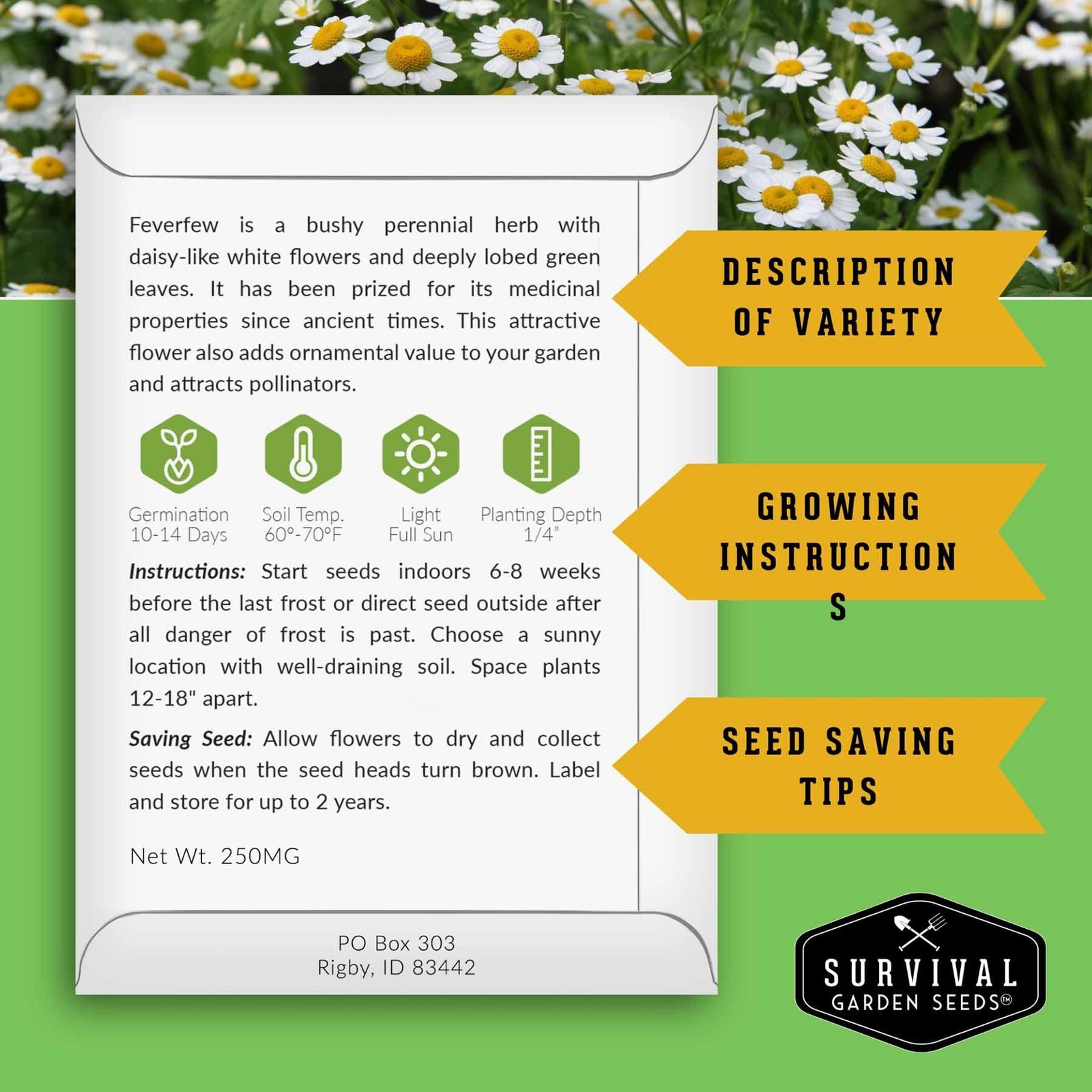 Feverfew Seeds for Planting – Perennial Daisy-Like Flower Herb, Pollinator Fr…