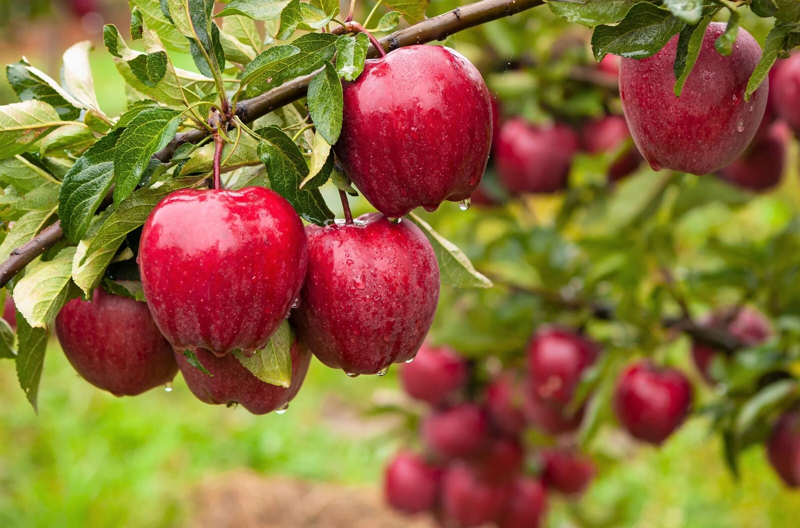 Paradise Apple | Premium Seeds | Malus pumila ‘Fruit’ | Plants’®