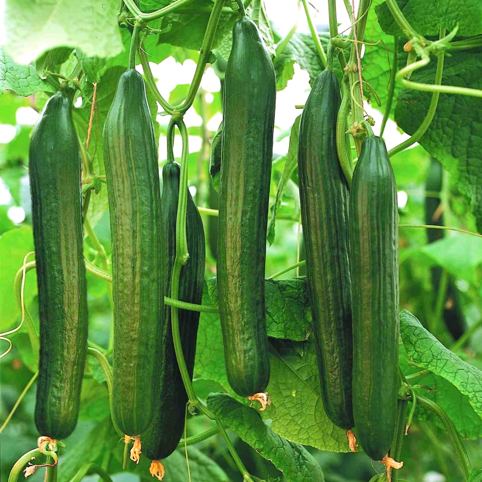 Burpless Cucumber Seeds – Improved English Telegraph – 30+ Count – for Fresh