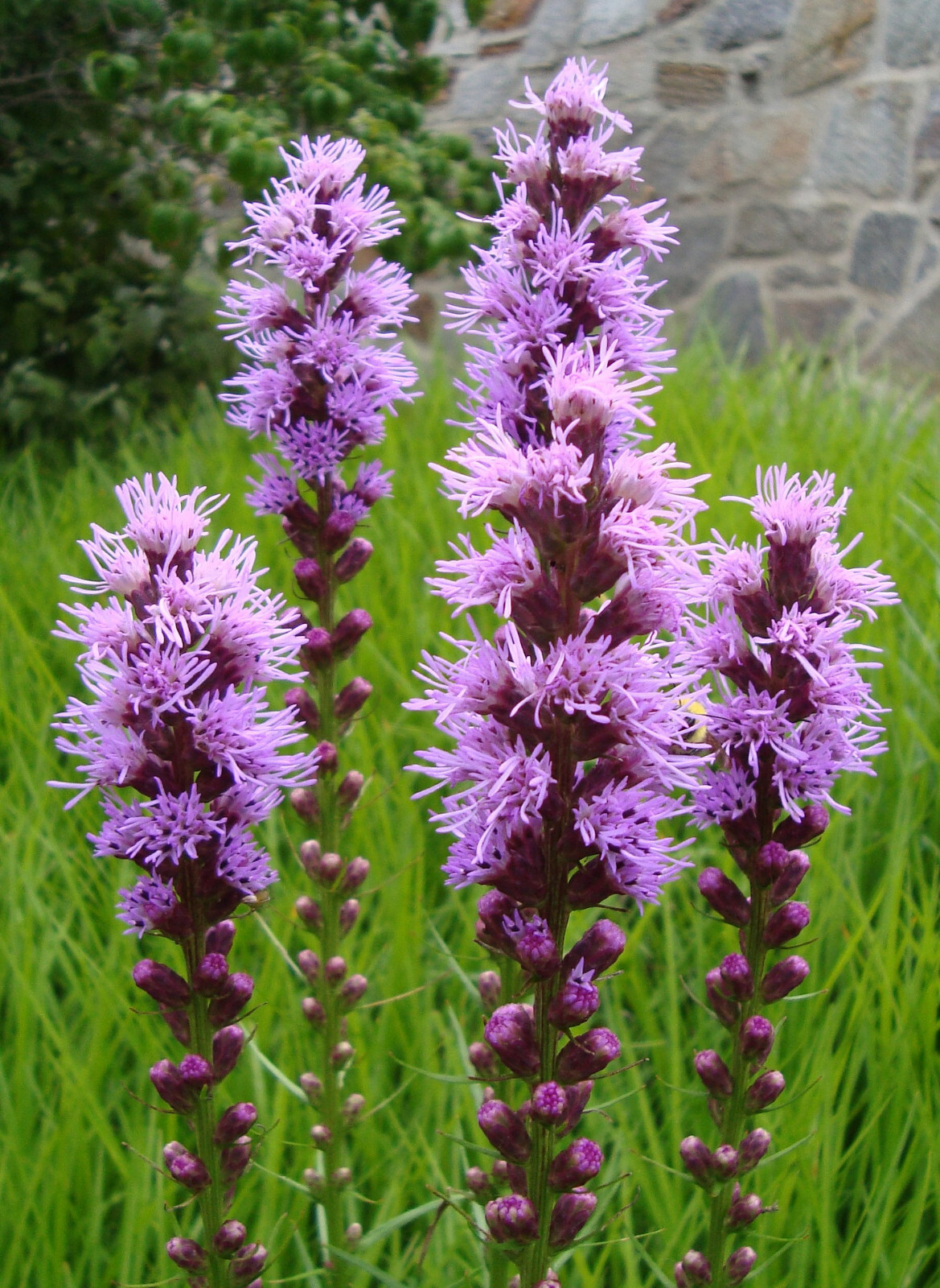 Liatris Spicata – Dense Blazing Star seed