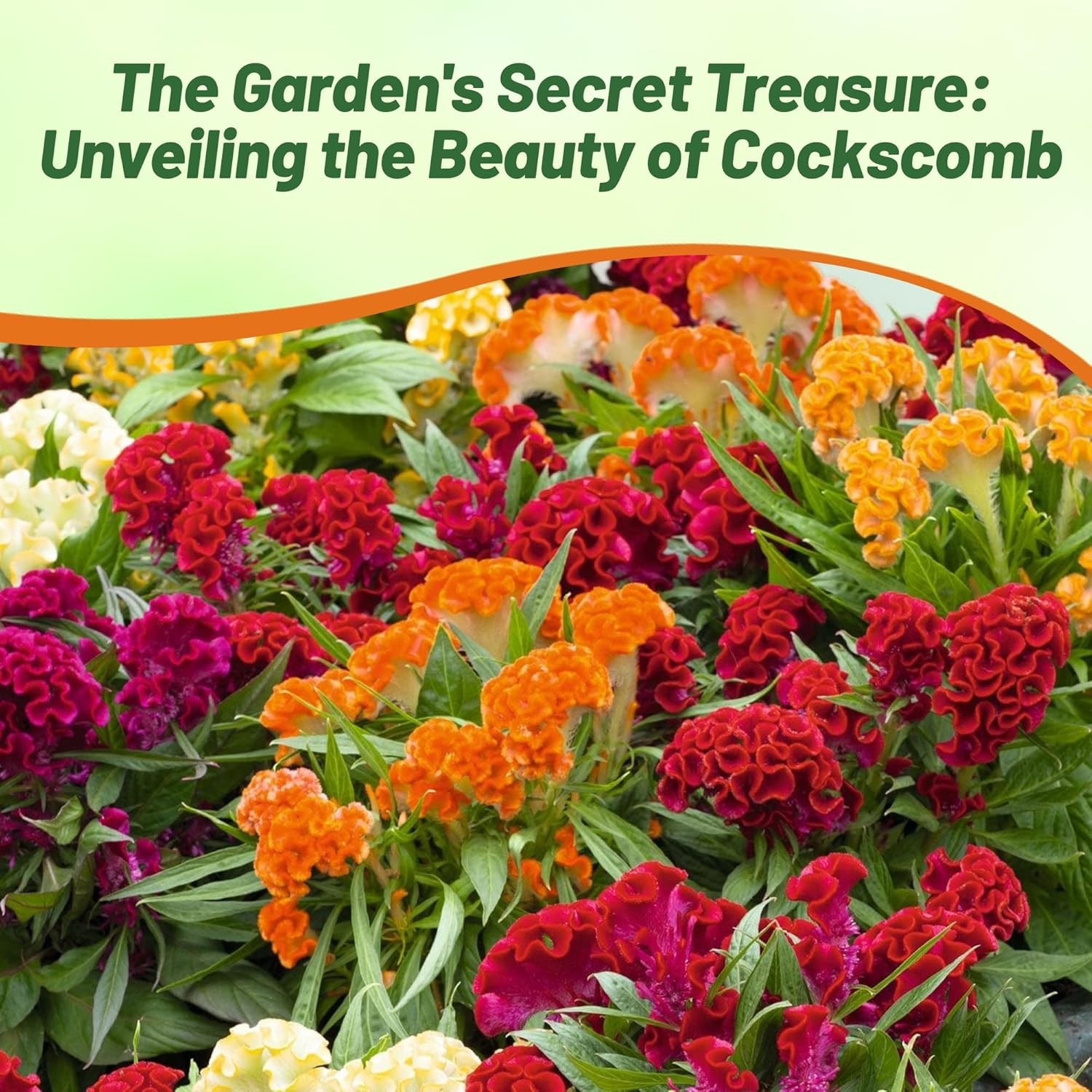 500 Seeds Cockscomb Seeds – Celosia Cristata Flower Seed Mix