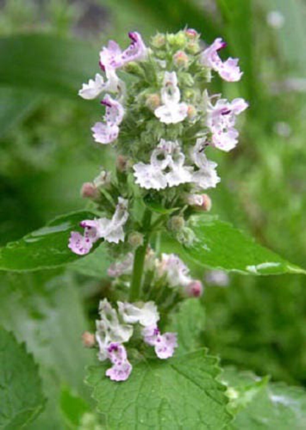 200 Lemon LEMONY CATNIP Nepeta Cataria Citrodoria Herb Flower Seeds
