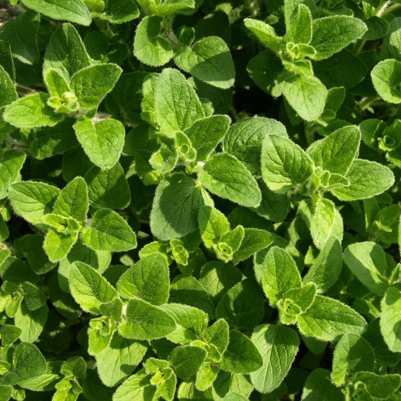 Oregano Seeds, Italian Vulgare Heirloom, Non-GMO, Culinary Herb, Free Shipping