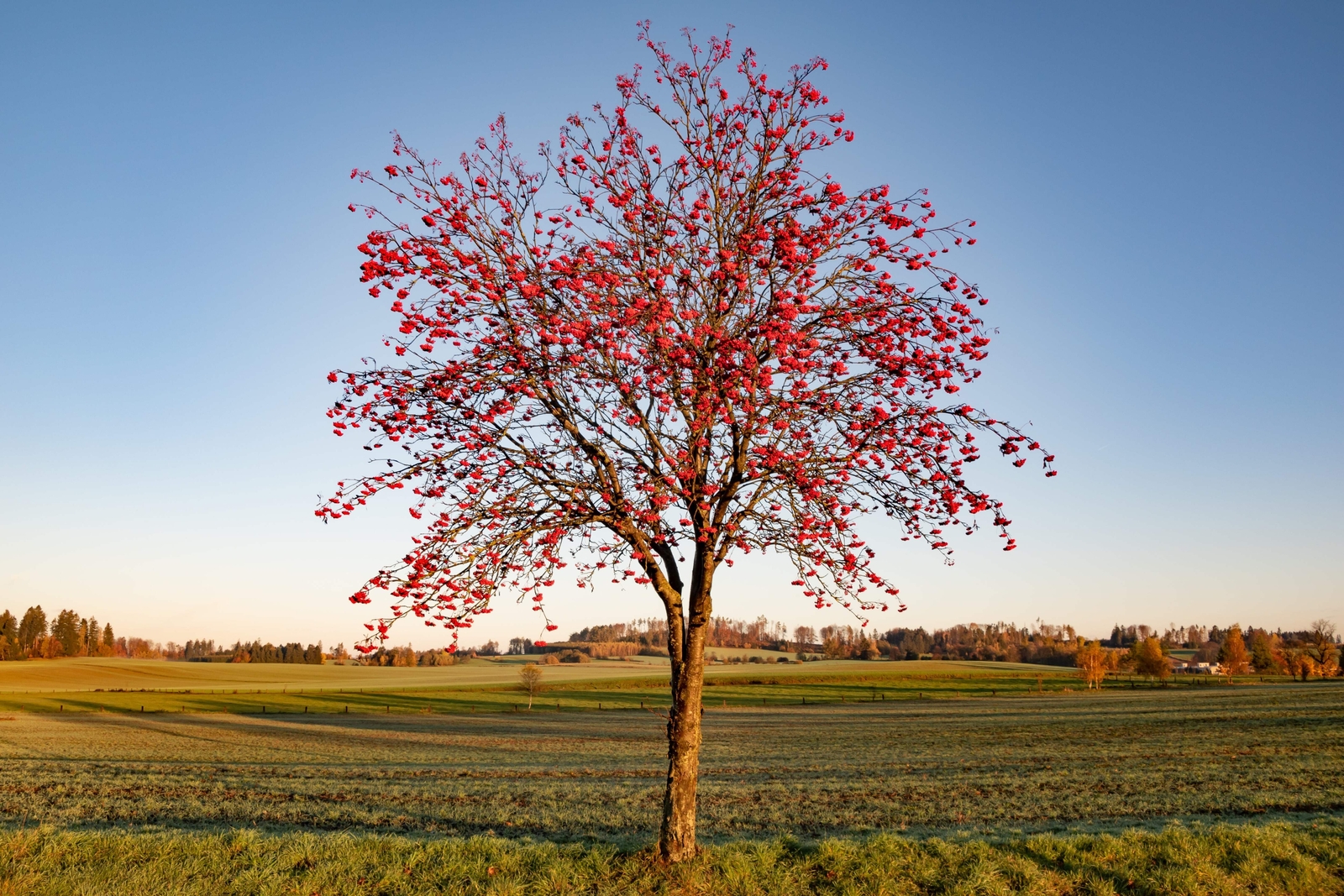 20 ASH TREE Mountain / Amur / Rowan – Sorbus Aucuparia Seeds