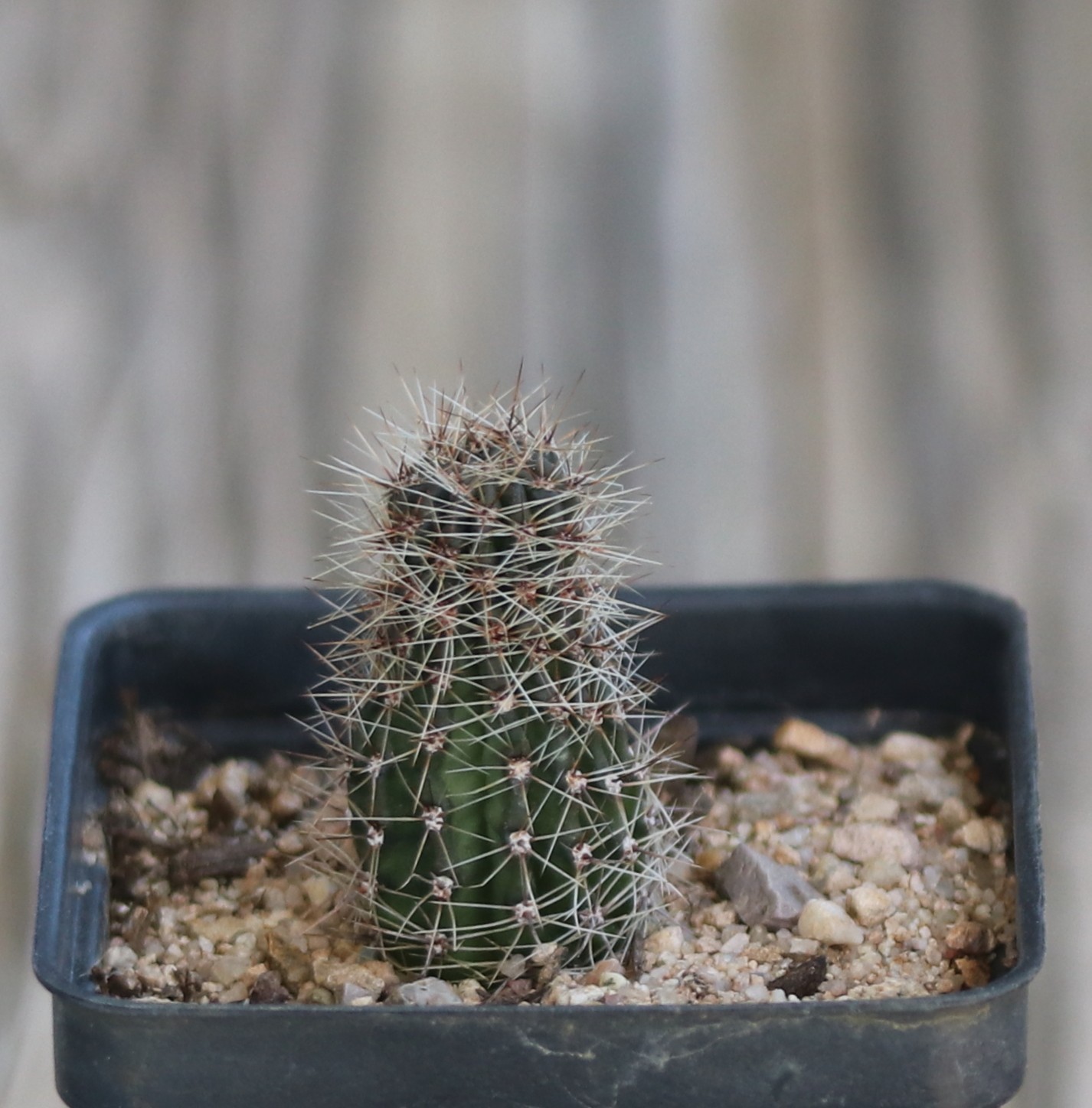 Echinopsis hybrid ‘Samantha Smith’