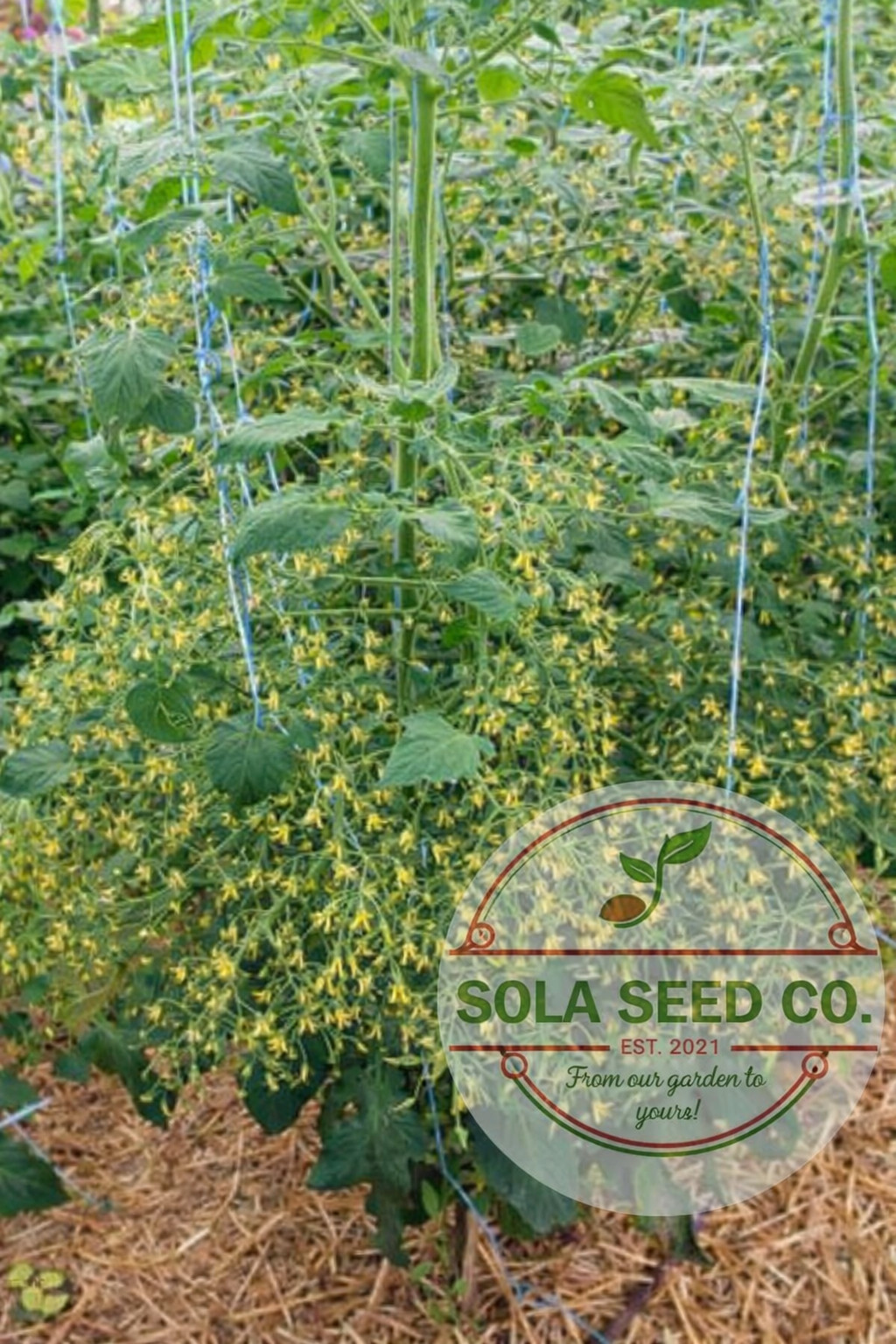 20 Rare Myriam Multiflora Cherry Tomato Seeds – Huge Trusses – Non GMO USA