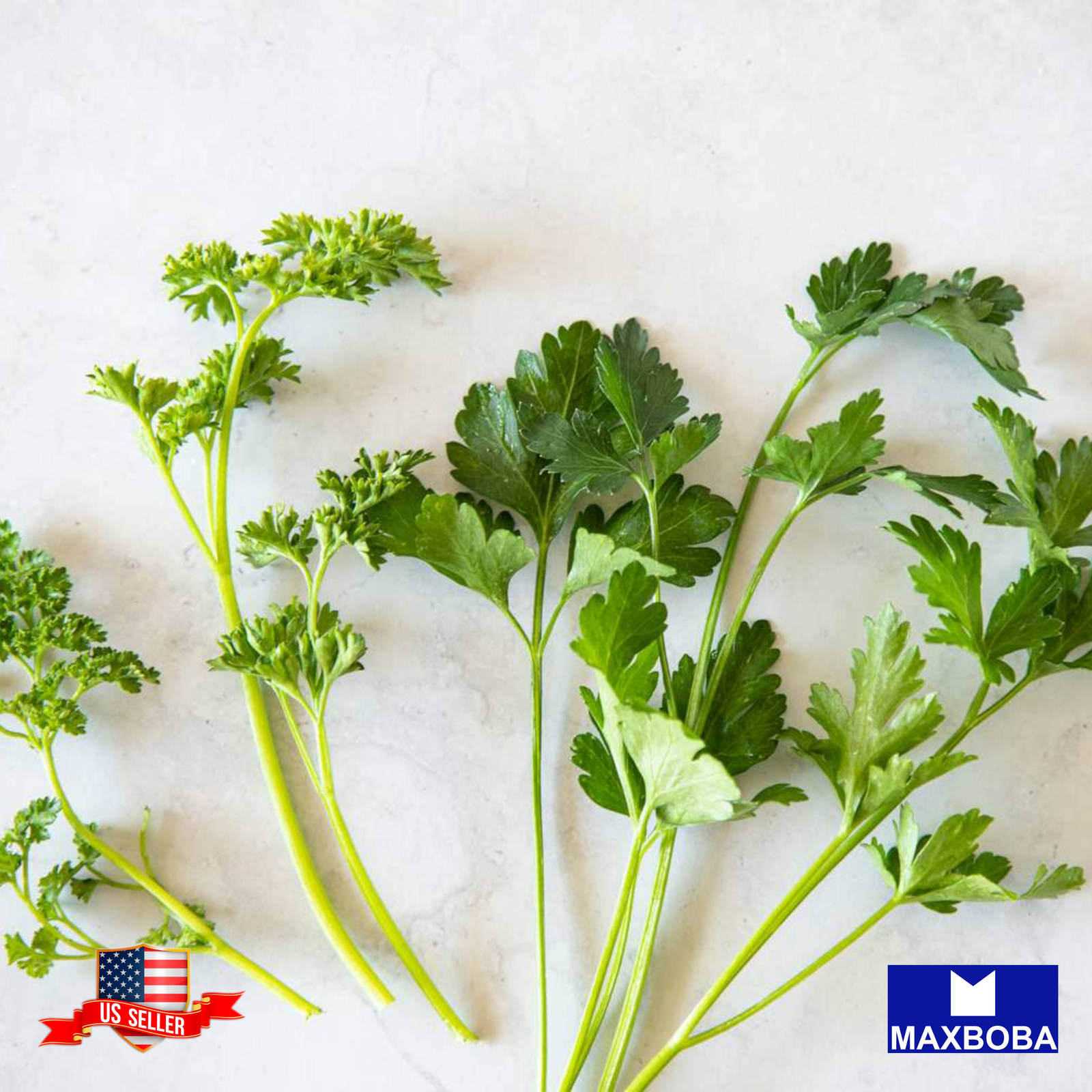 Fresh!! Parsley Seeds Non-GMO Heirloom