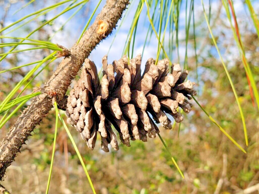 Slash Pine Tree | Premium Seeds | Pinus elliottii | Plants’®