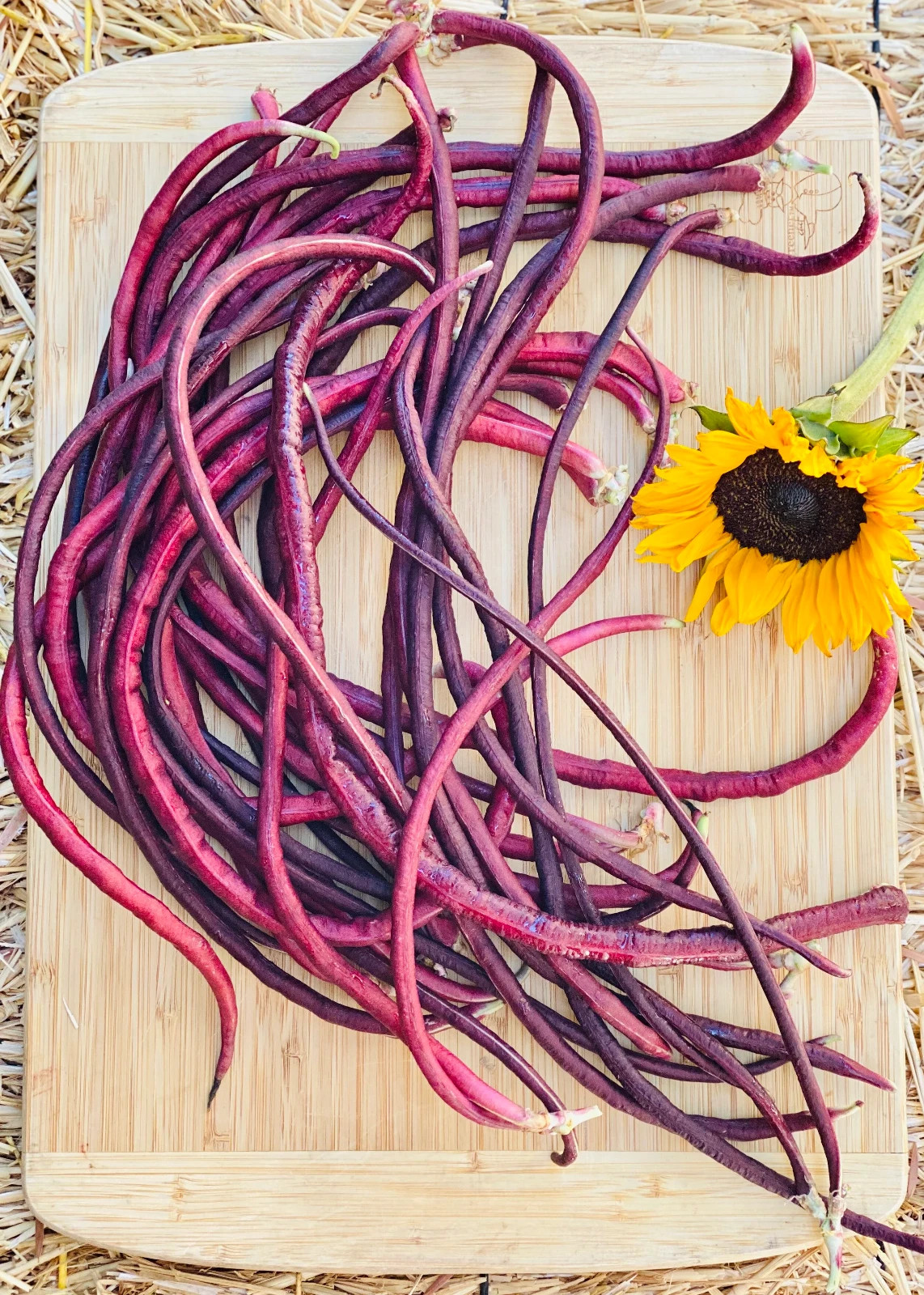 Purple Mart Tsu Yardlong Bean Seeds (25) / POLE BEAN / VINING / HEAT TOLERANT