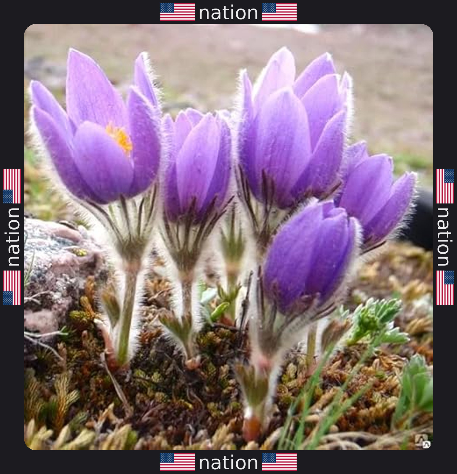 Eastern Pasqueflower Seeds – 30 Prairie Crocus Perennial Planting Seeds