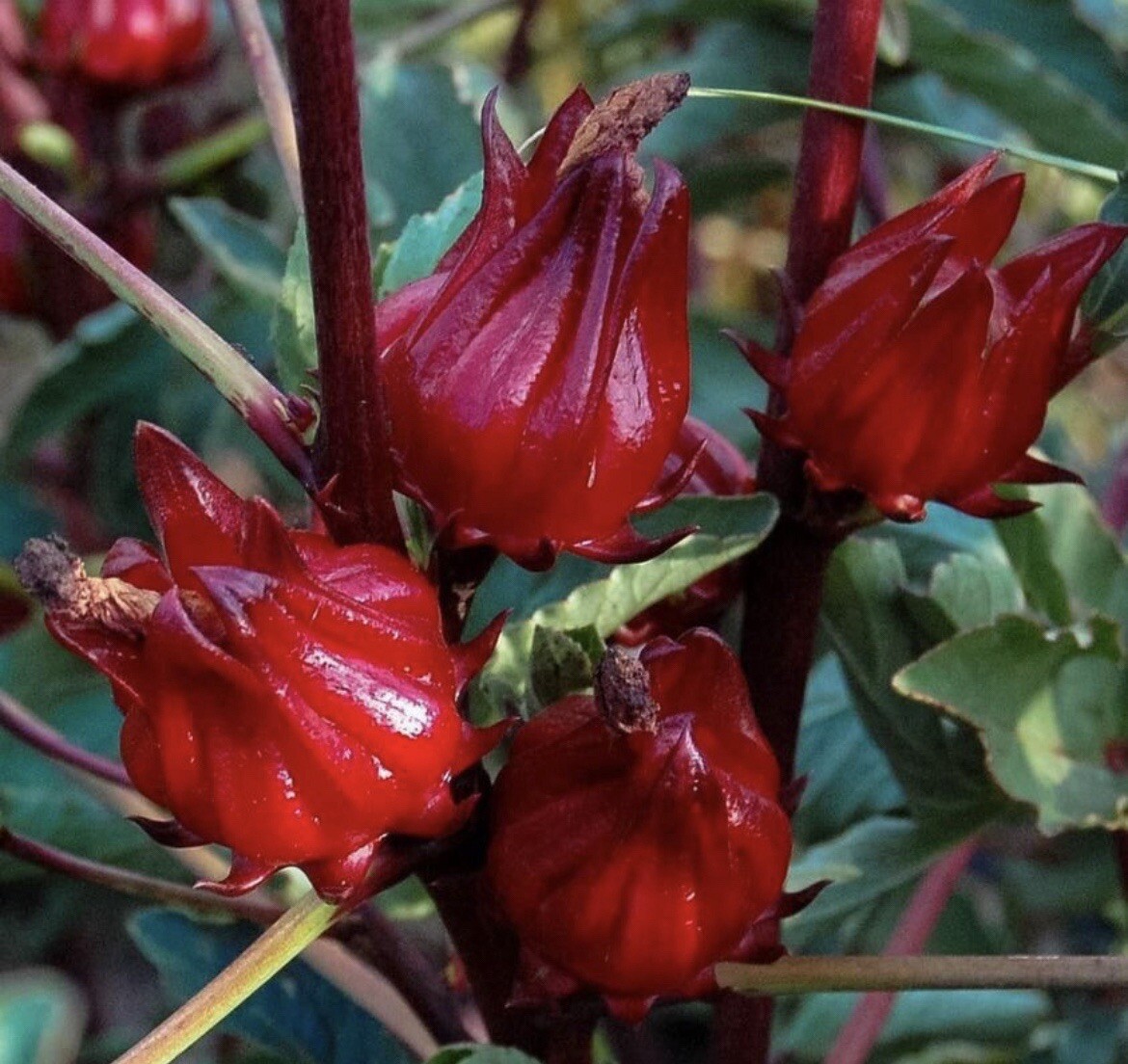 25+ Roselle Seeds I Jamaican Sour-leaf I Sorrel Hibiscus sabdariffa I NON GMO