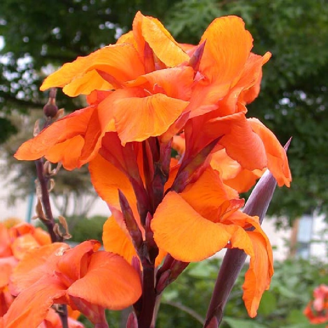 Canna Lily Orange WYOMING 1 Live Flower Plant Bulb Tall Purple Burgundy Leaves