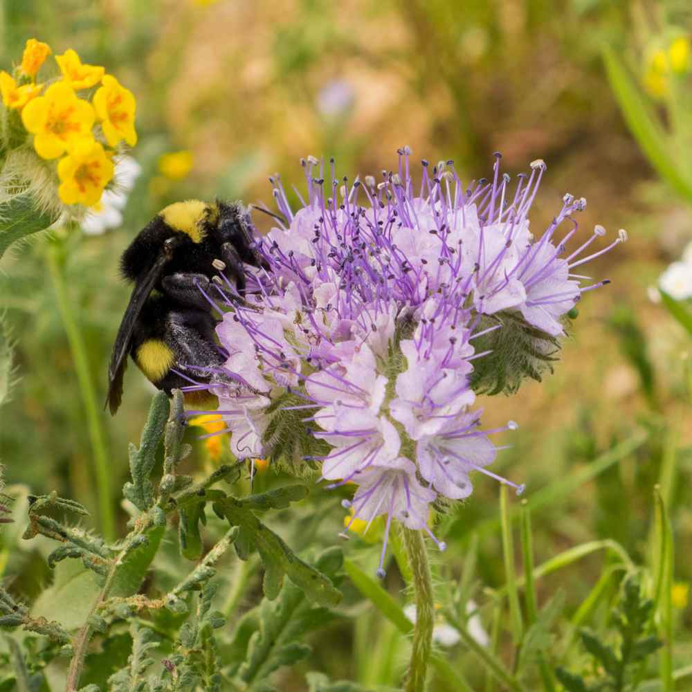 LACY PHACELIA Lavender Cover Crop Loves Heat Pollinators Bees Non-GMO 1000 Seeds
