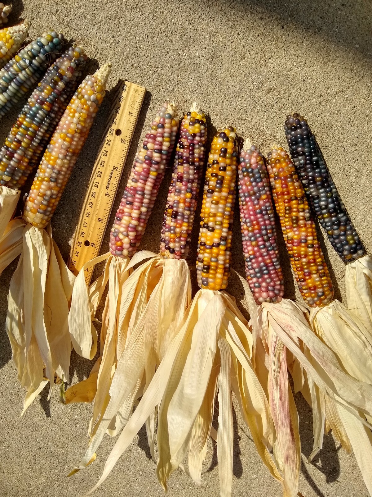 Glass Gem Corn, 5″ to 6″ Length, 12 and 24 Count, FREE SHIPPING