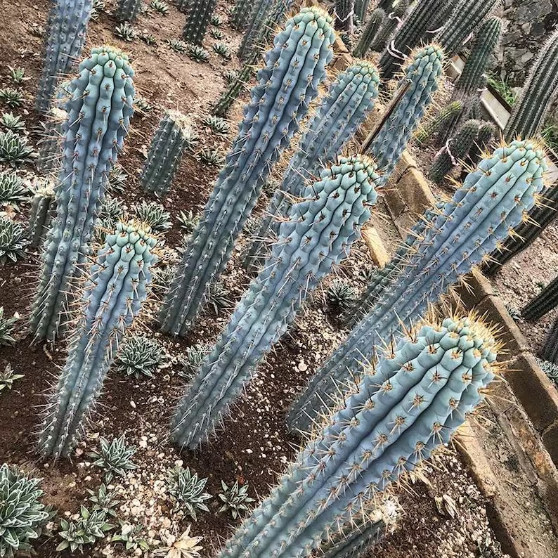 10 “BLUE CEREUS” CACTUS SEEDS (Browningia hertlingiana) RARE Tree Like Cacti