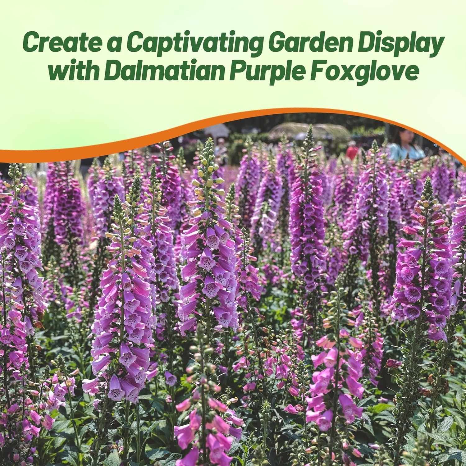 25 Seeds Biennial Digitalis Dalmatian Purple Foxglove Flower Plant Seeds