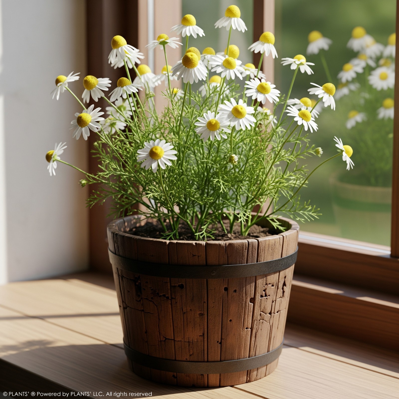 German Chamomile Flowers | Premium Seeds | Matricaria recutita | Plants’®