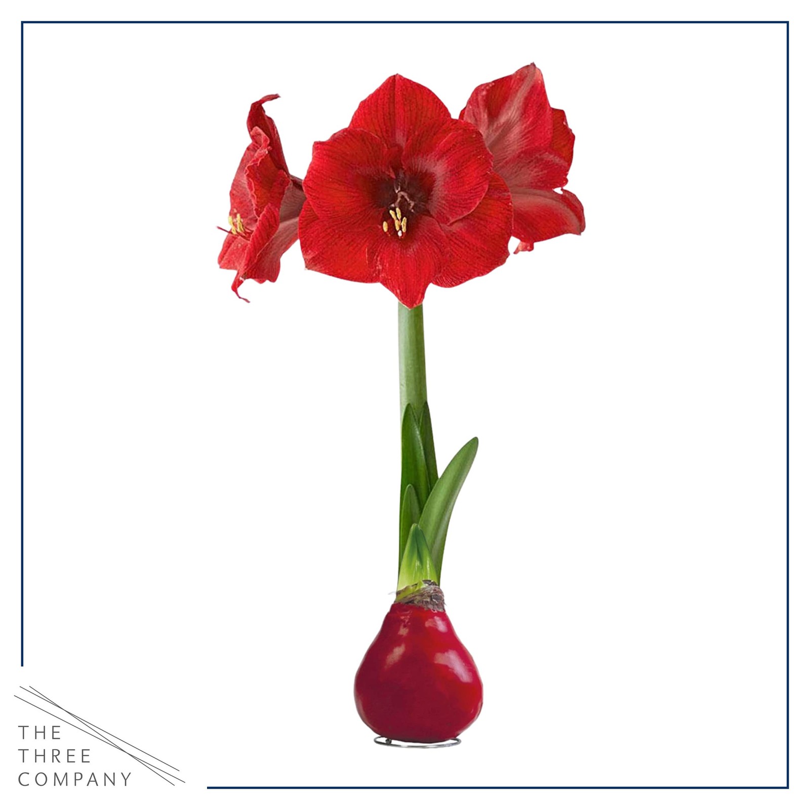 Red Waxed Amaryllis Bulb – Live Holiday Plant Gift, Low Maintenance, No Watering