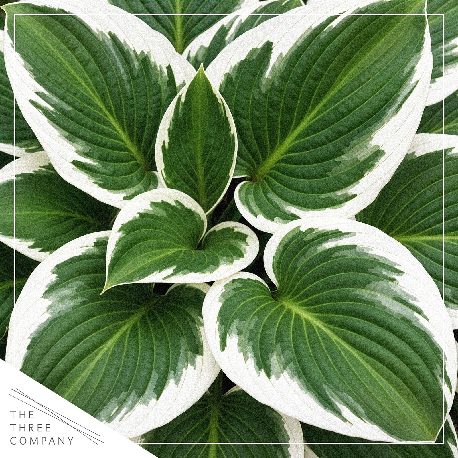 Perennial Hosta Patriot 3 Plants Per Pack Accent Plant 10″ Tall 4″ Wide 1 Qt Pot