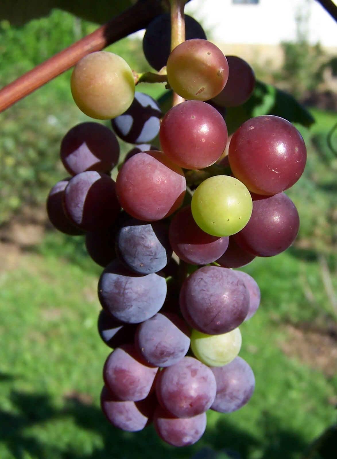 Wine Grape, Vitis vinifera, Vine Seeds