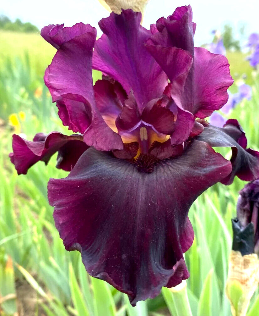 Sun Devil Bicolor Bearded Iris Rhizome, Yellow & Purple Flowering Plant, Root