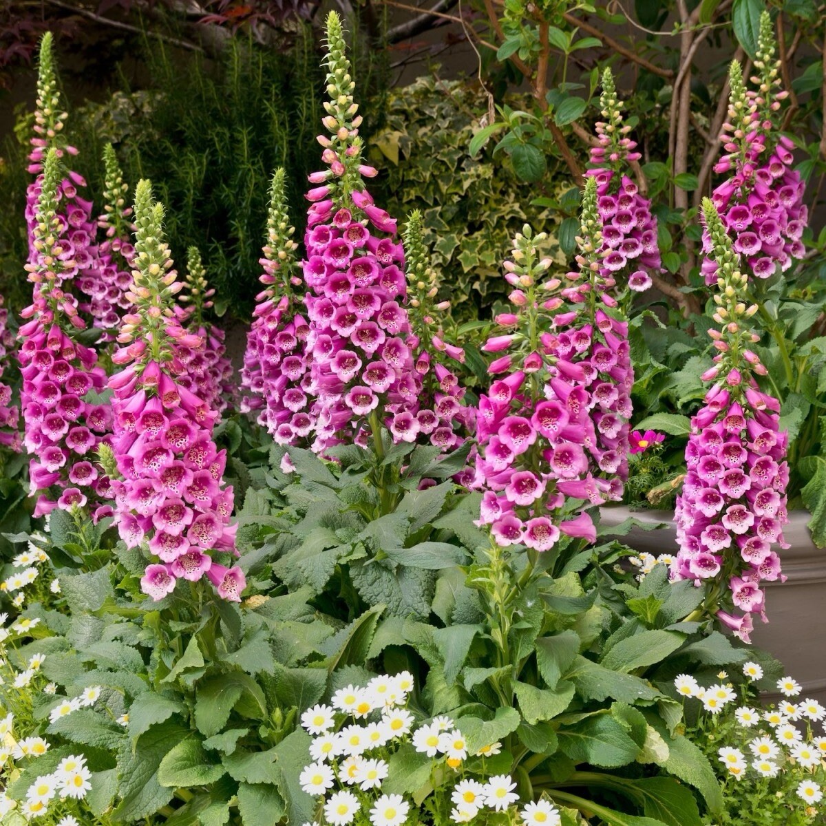 500+ SEEDS Foxglove Mixed Colors | Biennial Flower