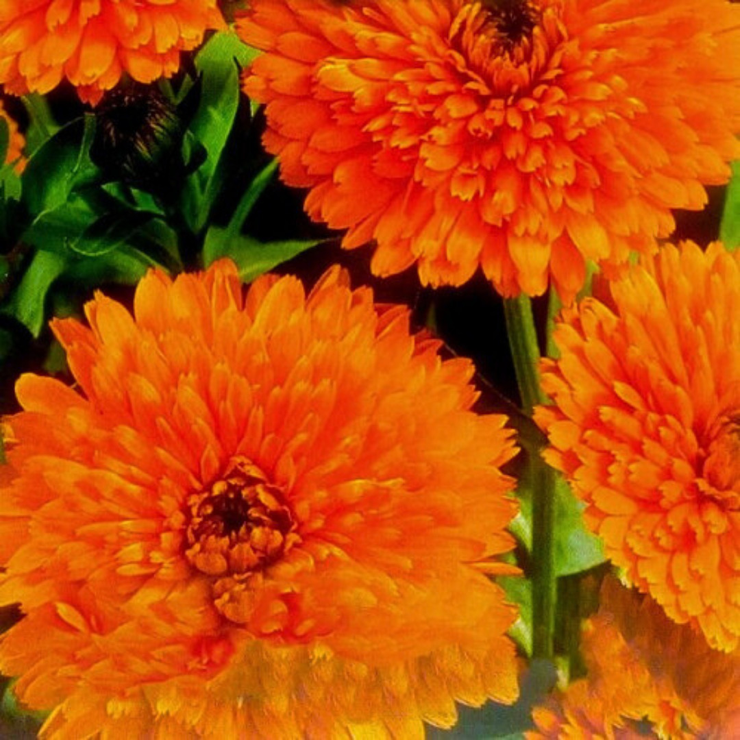 Fresh Premium French Marigold Calendula Seeds | Heirloom Non-GMO | Flower Seeds