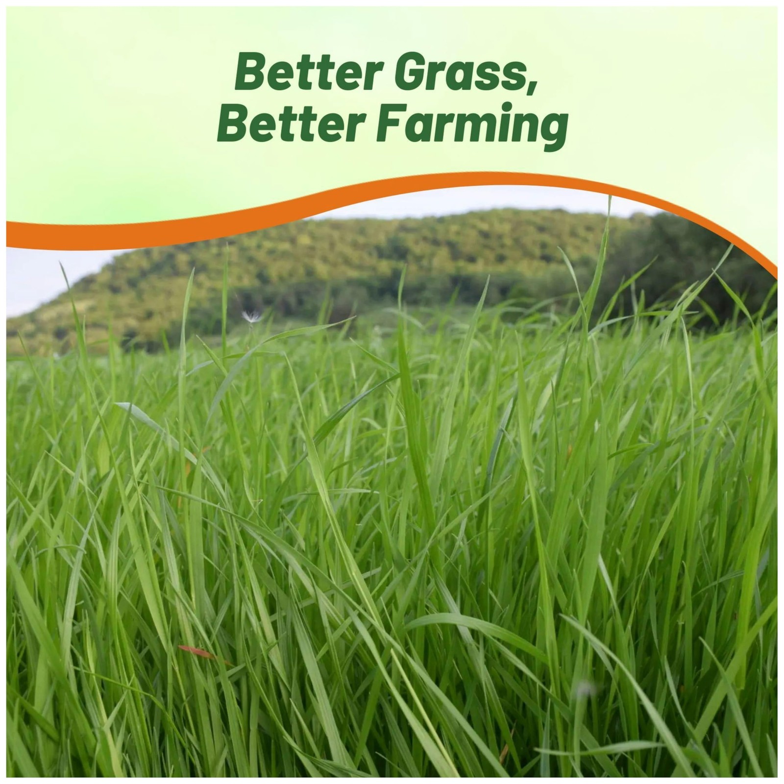 25 LBS Annual Ryegrass Seed – Cover Crop