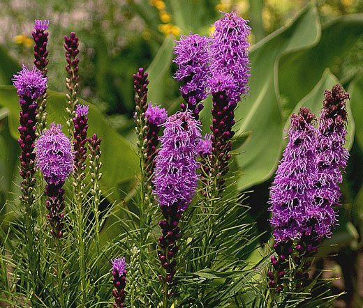 BLAZING STAR GAYFEATHER Liatris Spicata – 300 Bulk Seeds