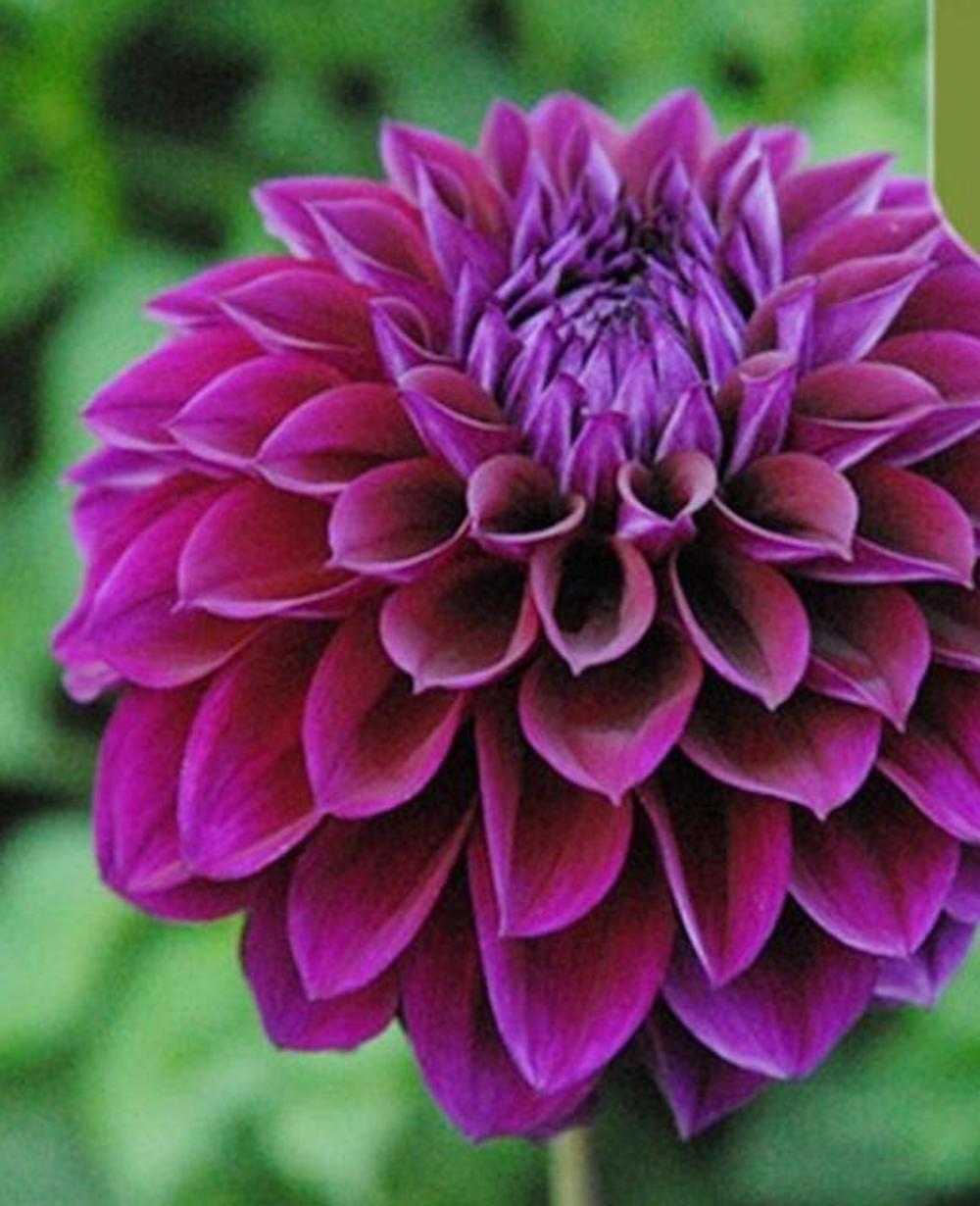 20 SEEDS DAHLIA blossom flowering bud rare bloom exotic garden plant 18 colors
