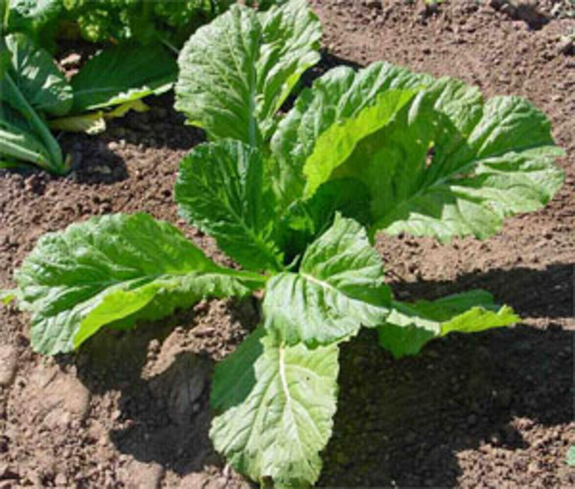 FLORIDA BROAD LEAF MUSTARD 1000 SEEDS NON-GMO FRESH FOR 2024 GARDENS